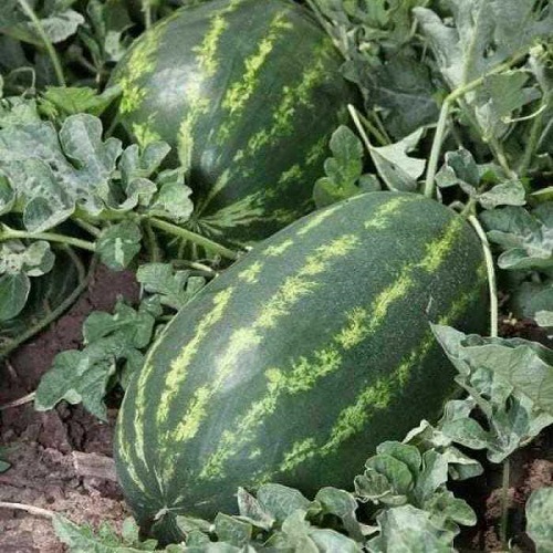 بذر هندوانه درنا