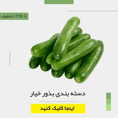 دسته بندی بذور خیار برگمن 