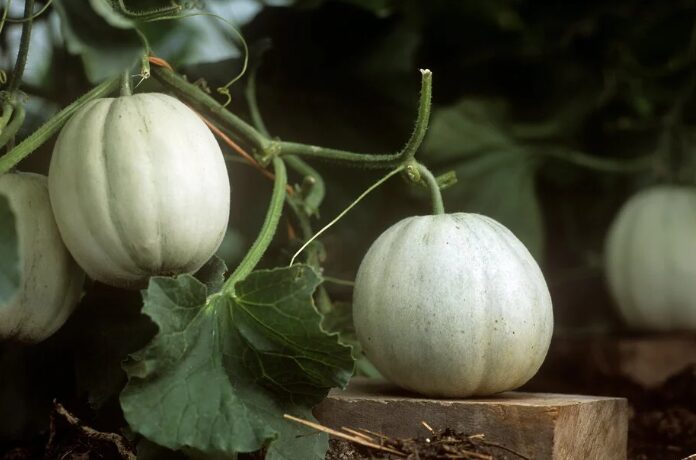 مهمترین چالشهای پرورش ملون و خربزه